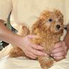 Mini Poodle Alivia Female