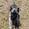Female Presa Canario 9 weeks old 