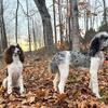 Full AKC Brown and White 1 year old male and 1 year old Merle parti male