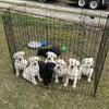 Lab puppies 