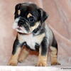 AKC English Bulldog puppies in Texas