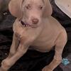 Weimaraner puppies