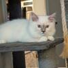 Ragdoll Kitten TICA Registered!
