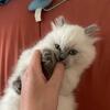 Himalayan kitten