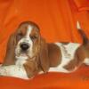 AKC Basset Hound Puppies in NC - Limited Registration 