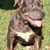 American Bully