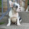 AKC French Bulldog Bane