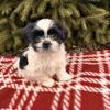 APRI registered shihtz tzu puppies!!!