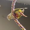 Green cheek conures for production
