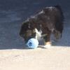 ASDR Tiny Toy Australian Shepherd Male