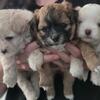 Shichi Puppies Shih Tzu x Chihuahua 