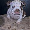 Micro Exotic Bully 
