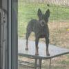 Blue Heeler 