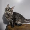 Maine Coon Kittens (Euro Lines) READY NOW