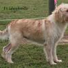 F1 Labradoodle Female 4yrs