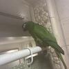 Hahns Macaw