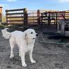 SOLD. Gorgeous female Great Pyrenees 2 yr old