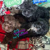 Stunning Tiny Griffonese Pups! Brussels griffon/Havanese only 2 left!