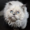 FREE Beautiful Himalayan Persian 