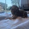 Dachshund Pups