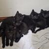 Black Kittens 
