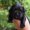 AKC Labrador puppies