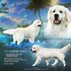 AKC English Cream Golden Retriever STUD Imported OFA & Genetic CLEAR Champion Parents