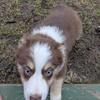 Red Bi Mini Australian Shepherd 