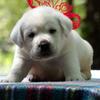 English White Labrador Retrievers 