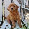 Tommy Male Mini Goldendoodle