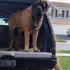 ENGLISH MASTIFF STUD SERVICE 