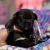 Beautiful Black Female French Bulldog