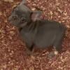 Frenchbulldog puppies