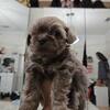8 wk Shih-tzu male