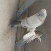 central asian tumbler pigeons
