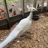 4 -year-old white male peacock 