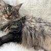 “CINO” BROWN MAINE COON ADULT GIRL SPAYED SPECIAL NEEDS