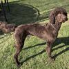 AKC Brown standard poodle for STUD only 