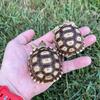 Baby sulcata tortoise 