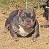 Goldenline Bullys Crown pup
