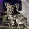 Male Full Fluffy French Bulldog Puppy