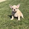French bulldog pups looking for a forever home!!