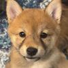 🐾 Shiba Inu Puppies – 3 Females Available!