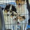 Collie pups