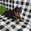 Akc registered Rottweiler 