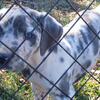  AKC REGISTERED GREAT DANE PUPPY'