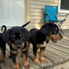 Bernese/Rottweiler Puppies 