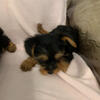 Yorkie Puppies – 9 Weeks Old – Ready for Loving Homes