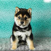 AKC Shiba Inu male puppy in Indiana