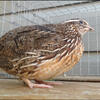 JUMBO Coturnix Quail